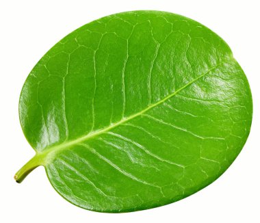 İzole edilmiş yaprak. İzole kırpma yolu bırakır. Yaprak makro stüdyo fotoğrafı