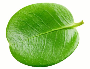 Egzotik yaprak kırpma yolu ile izole edilir. Tropik yapraklar. Tam alan derinliği