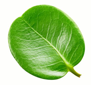 Egzotik yapraklar izole edilmiş kırpma yolu. Yaprak makro stüdyo fotoğrafı