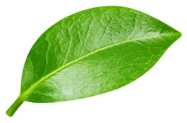 Beyaz arka planda izole edilmiş bırakırlar. Kesme yolu yaprakları. Yaprak makro stüdyo fotoğrafı