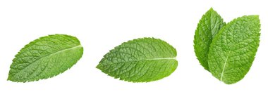 Nane yaprağı. Beyaz arka planda taze nane. Nane yaprakları izole. Tam alan derinliği