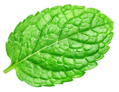 Beyaz arka planda izole edilmiş nane yaprağı. Nane yaprağı, kırpma yolu olan taze nane.