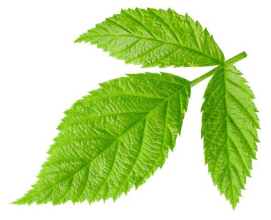 Ahududu Yaprağı üzerinde beyaz izole. Ahududu Yaprağı kırpma yolu. Profesyonel stüdyo makro çekim