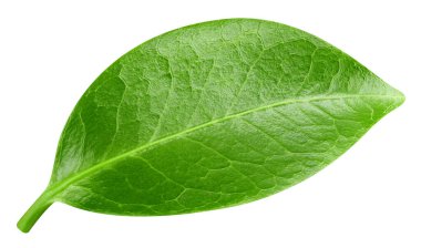 Beyaz arka planda izole edilmiş bırakırlar. Kesme yolu yaprakları. Yaprak makro stüdyo fotoğrafı