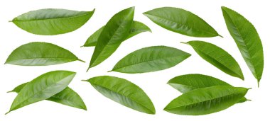 Şeftali yaprağı koleksiyonu beyaz arkaplanda izole edildi. Şeftali yaprağı makro stüdyo fotoğrafı. Şeftali yaprağı kırpma yolu..