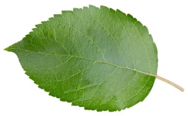 Beyaz bir arkaplanda elma yaprağı izole