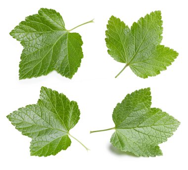 Frenk üzümü yaprağı koleksiyonu. Frenk üzümü beyaz arkaplanda izole halde bırakır. Frenk üzümü kırpma yolunu terk eder. Currant makro stüdyo fotoğrafını bırakır