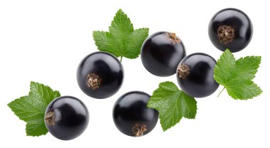 Yapraklı siyah frenk üzümü koleksiyonu. Frenk üzümü beyaz arka planda izole edilmiş. Frenk üzümü meyve kesme yolu. Currant makro stüdyo fotoğrafı