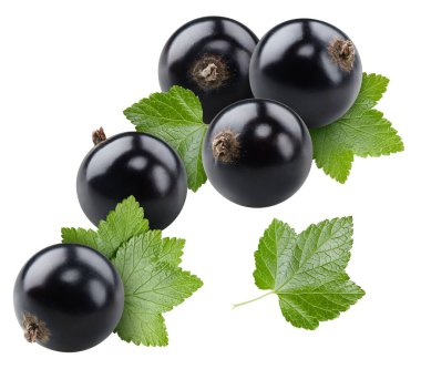 Beyaz arka planda siyah frenk üzümü var. Organik taze kuşüzümü koleksiyonu beyaza izole edildi. Yaprak kırpma yolu ile üzümlü