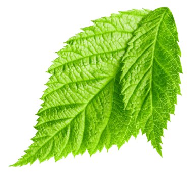 Ahududu yaprağı kırpma yolu. Ahududu yaprağı beyaz arkaplanda izole edildi