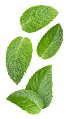 Yeşil nane yaprağı. İzole edilmiş arka planda nane yaprakları. Kırpma yolu olan nane yaprağı