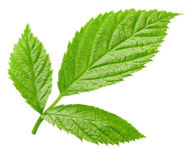 Ahududu yaprağı kırpma yolu. Ahududu yaprağı beyaz arkaplanda izole edildi