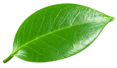 Beyaz arka planda izole edilmiş bırakırlar. Kesme yolu yaprakları. Yaprak makro stüdyo fotoğrafı