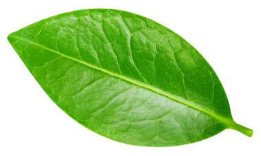 Yaprak makro stüdyo fotoğrafı. İzole edilmiş egzotik yapraklar kırpma yolu