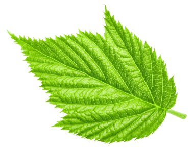 Yaprak ahududu. Yaprak kırpma yolu. Ahududu yaprağı makro stüdyo fotoğrafı. Tam alan derinliği