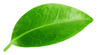 Yaprak makro stüdyo fotoğrafı. Beyaz arka planda yaprak izole edilmiş. Yaprak kırpma yolu