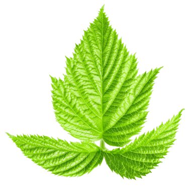 Ahududu yaprakları beyaz arka planda izole. Ahududu Yaprakları Kırpma Yolu