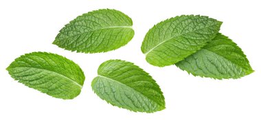 Nane yaprağı izole. Beyaz arka planda nane şekeri. Kesme yolu olan nane yaprakları kümesi