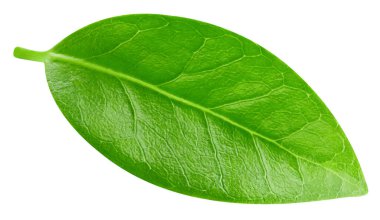 Yaprak makro stüdyo fotoğrafı. Beyaz arka planda yaprak izole edilmiş. Yaprak kırpma yolu