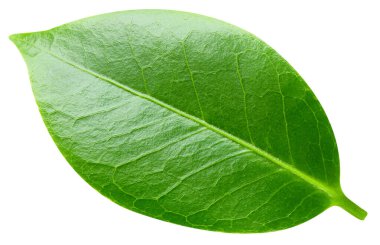 Beyaz arka planda yaprak izole edilmiş. Yaprak kırpma yolu. Yaprak makro stüdyo fotoğrafı