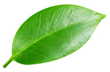 Yaprak makro stüdyo fotoğrafı. Beyaz arka planda yaprak izole edilmiş. Yaprak kırpma yolu