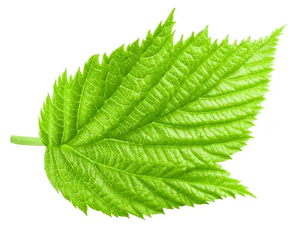 Ahududu Yaprağı üzerinde beyaz izole. Ahududu Yaprağı kırpma yolu. Profesyonel stüdyo makro çekim