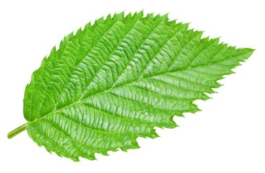 Böğürtlen yaprağı Böğürtlen yaprağı beyaz arkaplanda izole edilmiş. Blackberry yaprak kırpma yolu