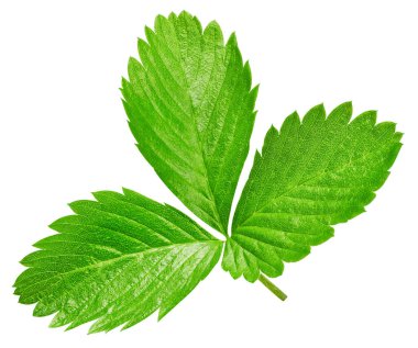 Beyaz arka planda yalıtılmış çilek yaprakları. Çilek Yaprakları Kırpma Yolu