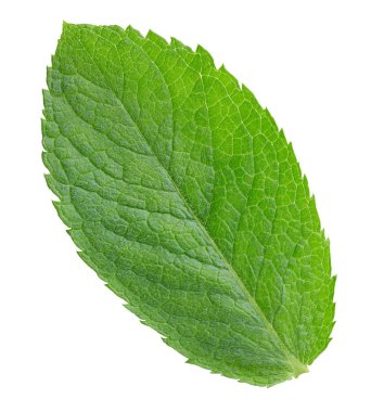 Nane yaprağı izole kesme yolu. Beyaz arka planda nane şekeri. Naneli makro stüdyo fotoğrafı.