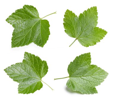 Frenk üzümü yaprağı koleksiyonu. Frenk üzümü beyaz arkaplanda izole halde bırakır. Frenk üzümü kırpma yolunu terk eder. Currant makro stüdyo fotoğrafını bırakır