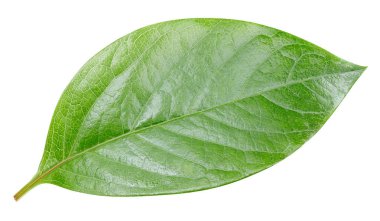 Yaprak kırpma yolu. Beyaz arkaplanda izole edilmiş bırakmalar.