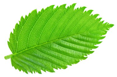 Fındık fındıklı yapraklar beyaz arka planda izole. Ceviz Kırpma Yolu 'nu Bırakır