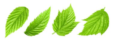 Fındık fındıklı yapraklar beyaz arka planda izole. Ceviz Kırpma Yolu 'nu Bırakır