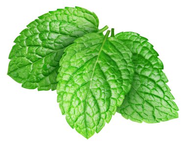 Nane yaprağı koleksiyonu izole edildi. Beyaz üzerine nane yaprağı. Tam alan derinliği. kırpma yolu ile