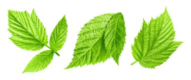 Raspberry leaf collection Clipping Path. Raspberry leaf isolated on white background