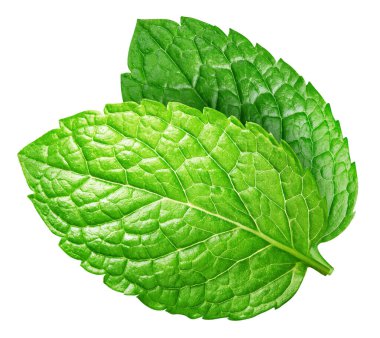 Beyaz arkaplanda nane yaprağı izole edilmiş. Nane kırpma yolu.