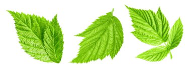 Raspberry leaf. Fresh raspberry leaf isolated on white background. Raspberry leaf clipping path