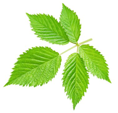 Böğürtlen yaprağı beyaz arkaplanda izole edilmiş. Blackberry Kırpma Yolunu Bırakır