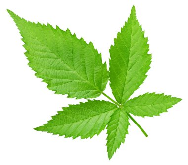 Böğürtlen yaprağı beyaz arkaplanda izole edilmiş. Blackberry Kırpma Yolunu Bırakır