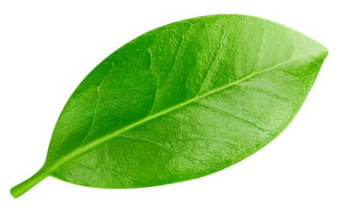 Yaprak makro stüdyo fotoğrafı. Beyaz arka planda yaprak izole edilmiş. Yaprak kırpma yolu