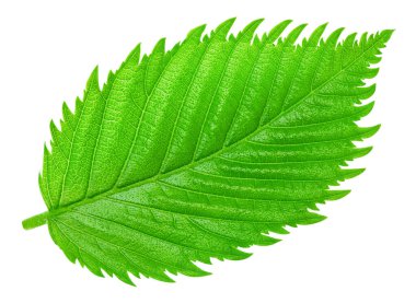 Fındık yaprakları beyaz arka planda yalıtılmış. Kırpma Yolu Bırakır