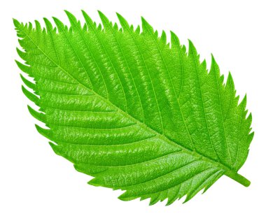 Fındık fındıklı yapraklar beyaz arka planda izole. Ceviz Kırpma Yolu 'nu Bırakır