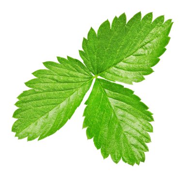 Çilek yaprağı üzerinde beyaz izole. Çilek kırpma yolu