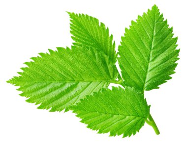 Fındık yaprakları beyaz arka planda yalıtılmış. Fındık yaprağı kırpma yolu