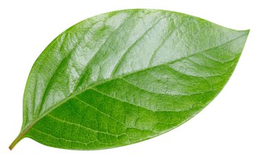 Beyaz arka planda izole edilmiş bırakırlar. Yaprak kırpma yolu