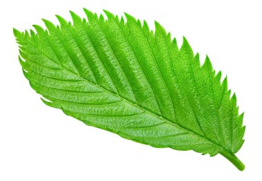 Fındık fındıklı yapraklar beyaz arka planda izole. Ceviz Kırpma Yolu 'nu Bırakır