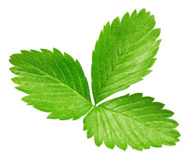 Çilek yaprağı beyaza saçılmış. Çilek yaprağı kırpma yolu. Çilekli stüdyo makro çekimi