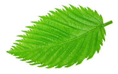 Fındık yaprakları beyaz arka planda yalıtılmış. Kırpma Yolu Bırakır