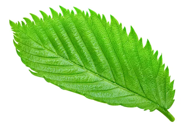 Fındık fındıklı yapraklar beyaz arka planda izole. Ceviz Kırpma Yolu 'nu Bırakır