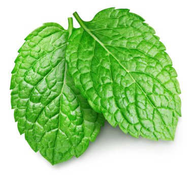 Nane yaprakları beyaza izole edilmiş. Naneli yapraklar kırpma yolu